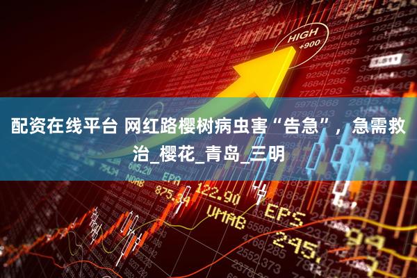 配资在线平台 网红路樱树病虫害“告急”，急需救治_樱花_青岛_三明
